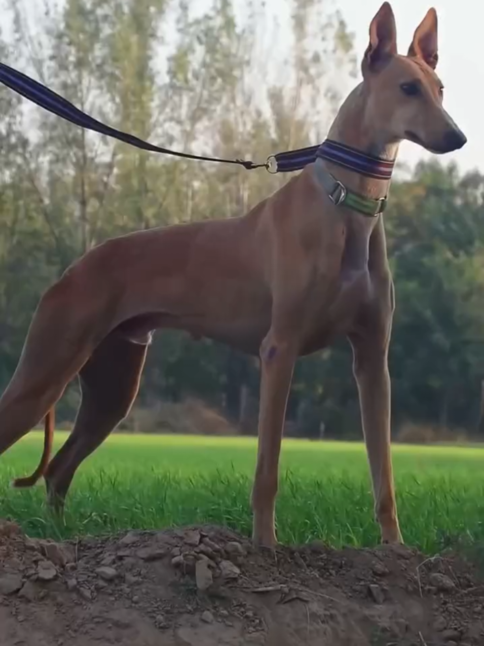 #مشوار #سبخة #عين_الحجر  #سباق #السلوقي  #سبــــــــــــــــــخة_عــــــــــــــــــين_الحــــــــجر #قرينهود #العربي #كروصاو #الشركي #كروازي #برافو #سلاق #طاروس #براك #سيدار #ارنب #ثعلب #ذيب #فنك #صحراء #براري #ليفان  #سطيف #لا_للصيد_العشوائي #الصيد_الجائر #حافظوا_على_الحيوانات_البرية #شاص 🏁🇩🇿 #shokshikar #fypシ゚viralシ #foryoupageviralシ゚シ #fybシviral #viralvideoシ  #foryouシ #viralpage #sloughi #levrieroarabo #deerhound  #arabiangreyhound #arabiansighthound #dogchampion #dogwinner #montecarlomonaco #montecarlodogshow #sloughilover #sloughipassion #spring2024 