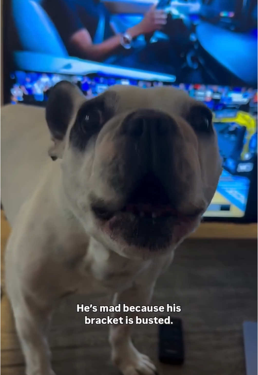 Maybe he just shouldn’t do a bracket… #basketball #MarchMadness #dog #dogs #college 