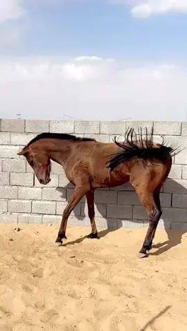 لغتر✈️😇#خيل خياله سباقات🏆#نجران  الشعب الصيني ماله حل😂😂