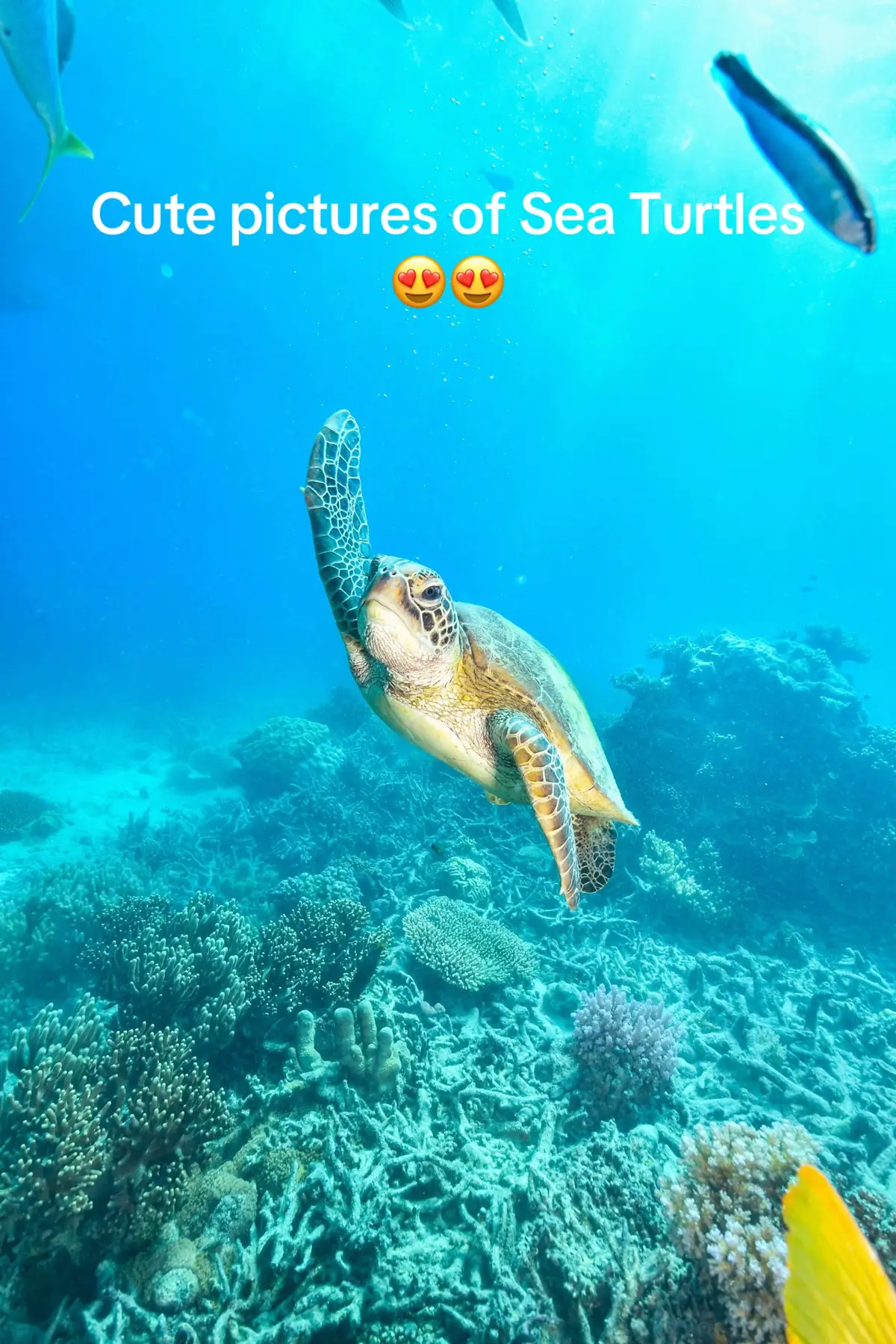 Buy any 2 towels and get 1 free +free shipping! Available at sultanstylesusa.com #seaturtles #whaleshark #tiktokmademebuyit #beach #beachvibes 