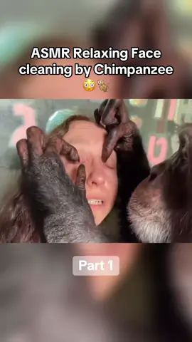follow me for more ! | ASMR Relaxing Face cleaning by Chimpanzee 😳🐒 Part 1 #massage #groom #grooming #cleaning #facecleaning #chimpanzee #facemassage #streetmassage #asmr #massage #relax #relaxing 