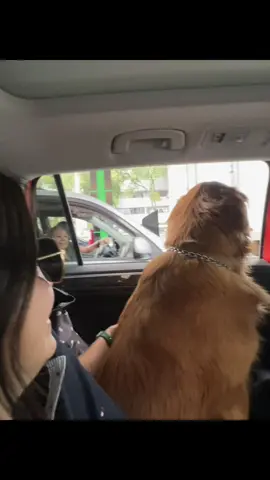 #diadesuerte #perrito  #goldenretriever #LoveIsLove 