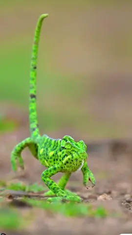 Chameleon On Attack mode #fyp #fypage #foryoupage #fypシ #trending #trendingvideo #trendingreels #viral #chameleon #wildlife #foryou 