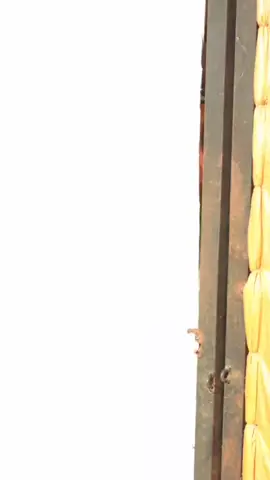 ¿Te imaginas sentirte sofocado y sin poder refrescarte?😵‍💫 Eso es lo que sufren nuestras aves con el estrés calórico.🐔🌡️ Descubre cómo puedes proteger a tus amigos emplumados del calor y mantenerlos felices y saludables🐔😃 #pollo #aves #pollitos #pollos #avicola #animales 