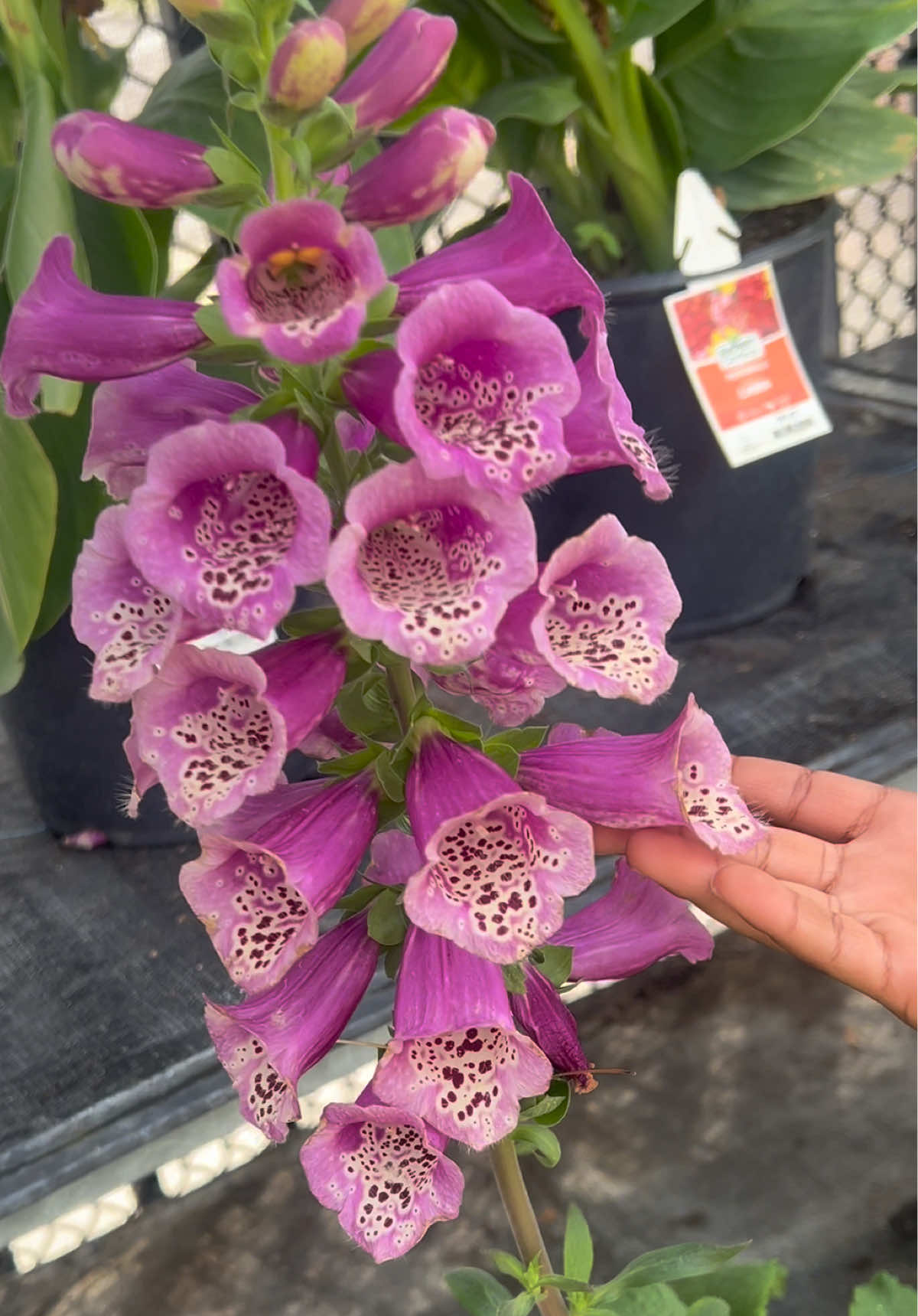 Foxglove 😍