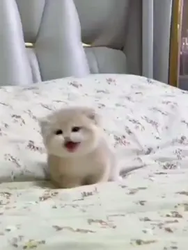 #kitten #kittens #cat #cats 