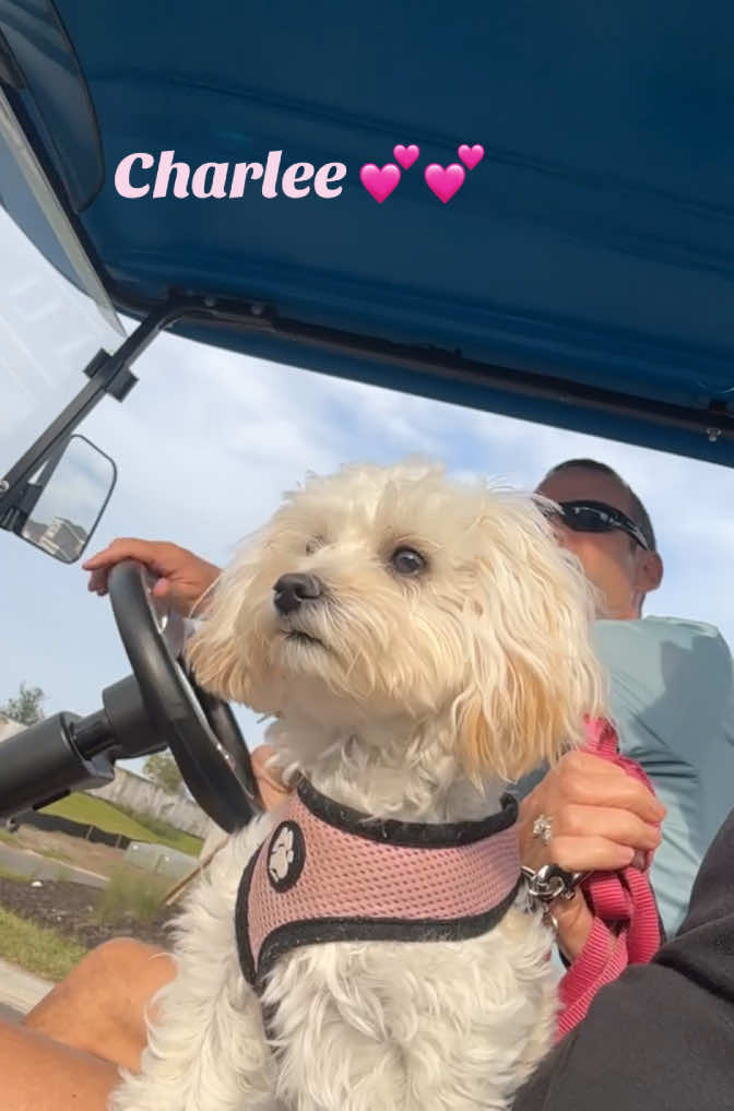 Beep beep…💕🐾 #fyp #dogtiktok #dogmom #maltipoo #dogsoftiktok #puppiesoftiktok #puppytiktok #maltipoosoftiktok #puppylife #girldog #cutestpuppy #cutepuppy #maltipoopuppy #viralpuppy #loveher #bestie #sweetpuppy #florida #