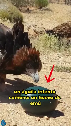 I like this loving story #animals #Foryou #Friendship #Us