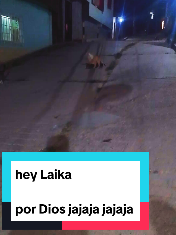 #gatoengañado #heylaika#humor #viral#doblajequillero