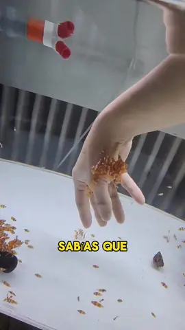The clownfish spinning in your palm is so cute#animals #Foryou #Friendship #Us#Clownfish