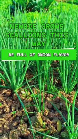Scallion Seed Planting Guide – Grow Fresh Green Onions All Year at Home! 🧅🌱
 #GrowGreenOnions
 #GreenOnionHack
 #ScallionSeeds
 #RegrowOnions
 #KitchenGarden
 #HomeGardening
 #GrowYourOwnFood
 #VegetableGardening
 #IndoorGardening
 #BalconyGarden