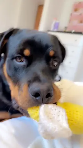 he ate my favorite pair of shoes today 😭 #rottweilersoftiktok #fyp 