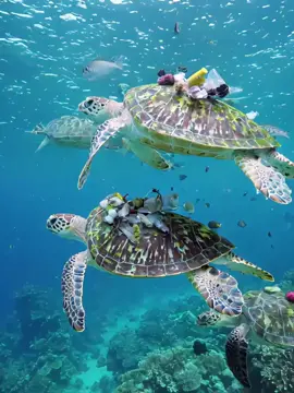 What did you see？#environment #rubbish #ocean 