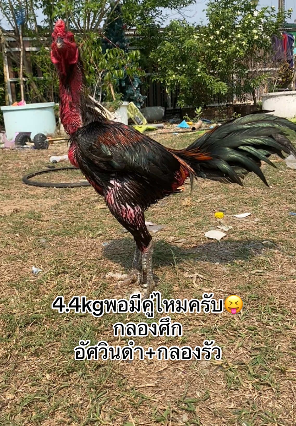 #สามเอี่ยว100 #เเข้งสมัยใหม่ #ป่าก๋อยสโล่หลัง💯🐓 #ป่าก๋อยพัฒนา #สามเอี่ยว #ป่าก๋อยสายทุบหลัง 
