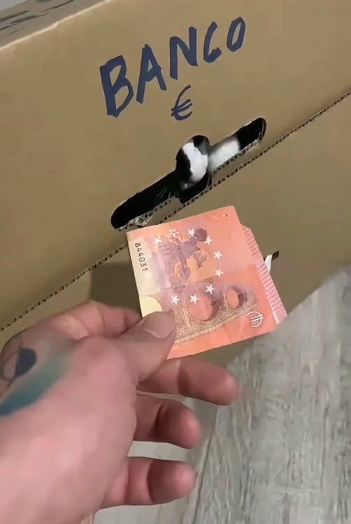 Cat meets box#pet #animals #fouyou #funnyvideos #funnypets #funny #usa #usa🇺🇸 