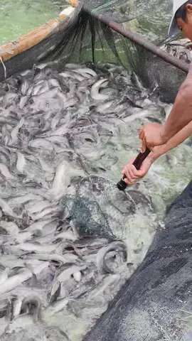 PERSIAPAN SORTIR IKAN LELE #ikanlele #catfish #budidayalele #budidayaikan #budidayaikanlele #budidayaikanairtawar 