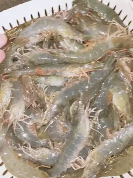 Tôm làm ruốc nó phải nhảy tanh tách như này nè quý zị #ruoctom #xuhuong #bepnhaTy