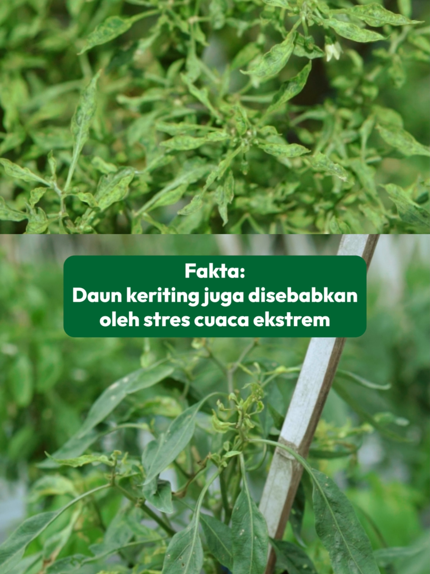 Faktanya daun keriting bukan hanya disebabkan oleh hama, melainkan juga cuaca. #pertanian #petanicabe #petani #fulka