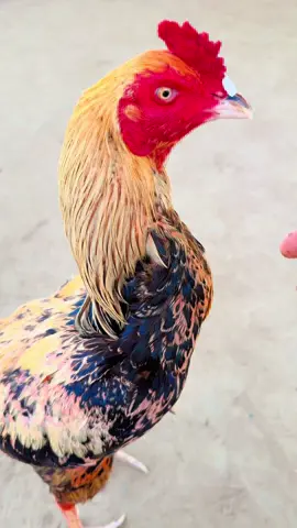 ##วาสนาสิบ่มีคู่นำเขาแน่บ่❤️✅✅❤️