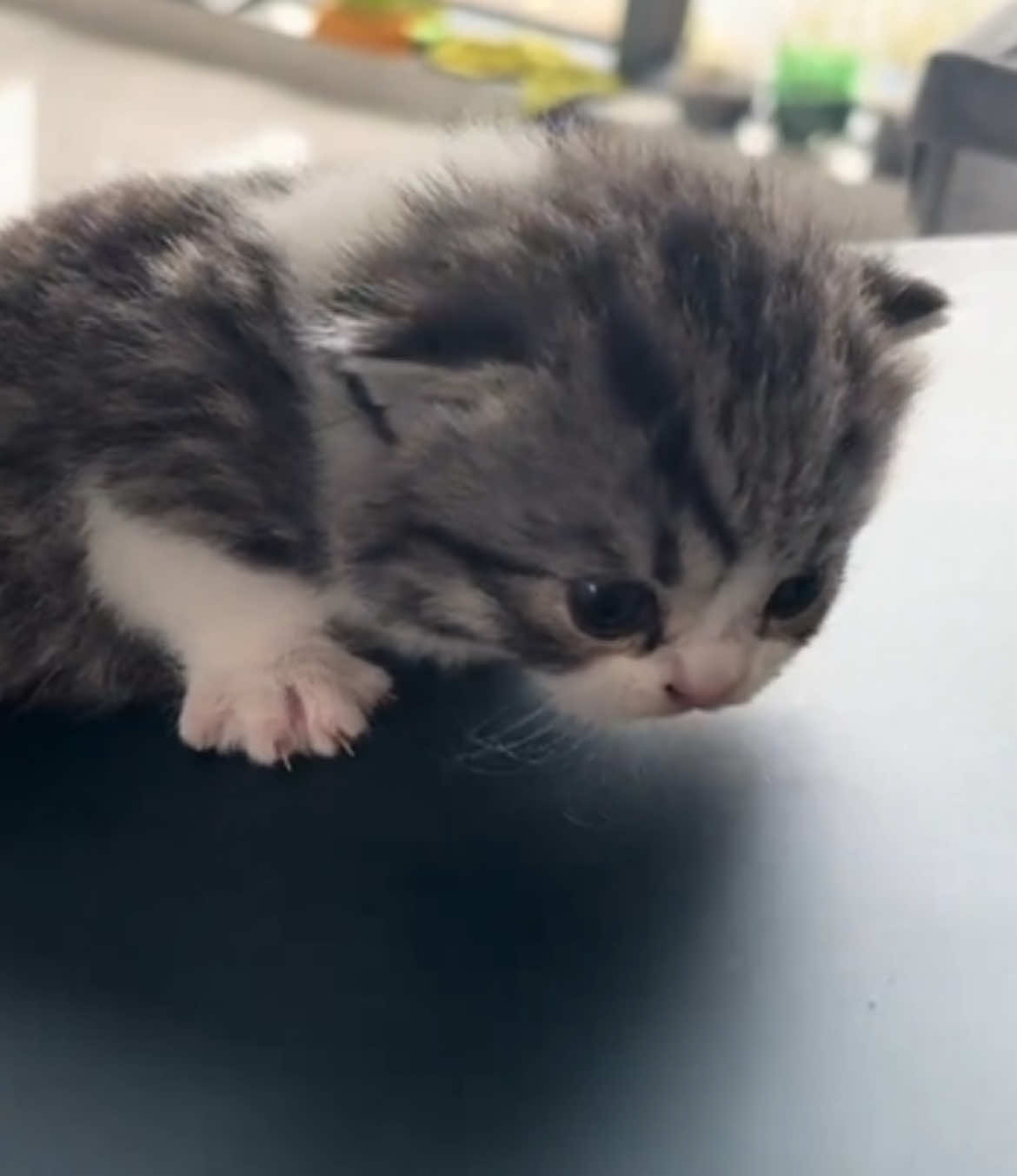 So cute😊#kitten #cat 