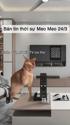 Bản tin thời sự Meo Meo ngày 24/03 sẽ có những gì? #fyp #funny #xuhuong #trending #meme #cat #foryou 
