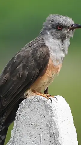 Burung Kedasih ➡️ Plaintive Cuckoo #burung #bird #kicau #kicaumania #foryou #foryoupage #fyp 