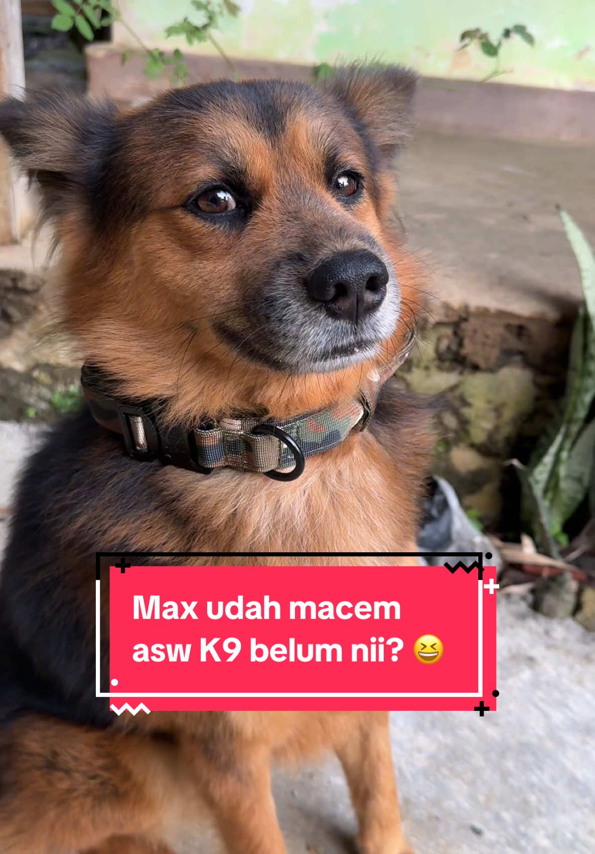 Kalung baru, auto ganteng dan gagah asw K9kuuu 😹 #k9 #k9unit #anjinglucu #anjing #dog #dogsoftiktok #adayinmylife #happydog #fyppppppppppppppppppppppp #fypage #fypシ゚viral #fyp 