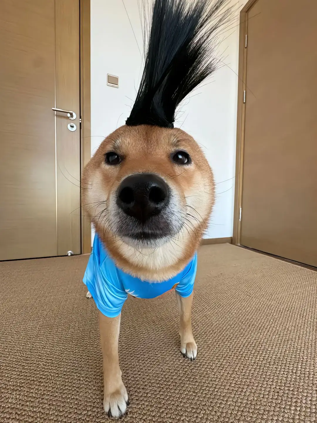 New dog Hair style 🤣#funnyvideos #viralvideo  #viral #dog #dogtiktok 