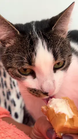 #tommy_derkater #cats #catsoftiktok #catslovers #catsvideo #catstagram #catsmoves #cat #katze #katzen #katzenvideos #katzenliebe #katzenauftiktok #funnycats #funny #funnyvideo #funnymoments #funnytiktok #fy #fyp≥ #fyp≥ viral #fypage #fyppppppppppppppppppppppp #vira #viralvideo #viralvideo #viraltiktok #virall #viral_video #viralvideosofficial #ideen #instergram #booster #fürdich 