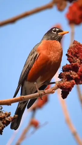 Robin 🇧🇷 Tordo americano 🇺🇸 American robin 📕 Turdus migratorius 🏠 América do Norte. #tordoamericano #turdusmigratorius #americanrobin #cutestbird #birdsandflowers #bird #birdsoftiktok🦜  #birdwatching #passarinhar #passarinhando