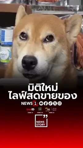 มิติใหม่ ไลฟ์สดขายของ “น้องเคียวโกะ” สุนัขพันธุ์ชิบะอินุ ช่วยเจ้าของในการไลฟ์สดขายขนม งานนี้ไม่ต้องเป็นทาสสุนัขก็เอ็นดูน้องไม่ไหว เพราะช่วยขายนานจนหลับคาไลฟ์มาแล้ว #มิติใหม่ไลฟ์สดขายของ #น้องเคียวโกะ #เเคียวโกะช่วยพ่อไลฟ์ขายของ #News1 #Newsstory
