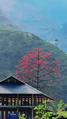 Cây hoa Gạo này ở đâu ???#hagiang #tuitenhoang 