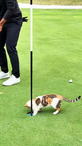 The cat golf caddy has arrived🤣 #swing #golfer #golf #golfequipment 