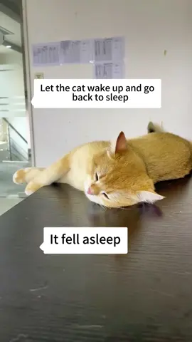 The cat was forced to wake up#cat #funnycat #funny #funnyvideo #funnyvideos ##funnytiktok #foryour #catsoftiktok #tiktokcats #foryou 
