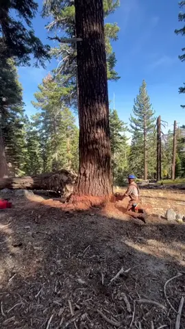 #woodcutter #treanding #trendingvideo #tik_tok 