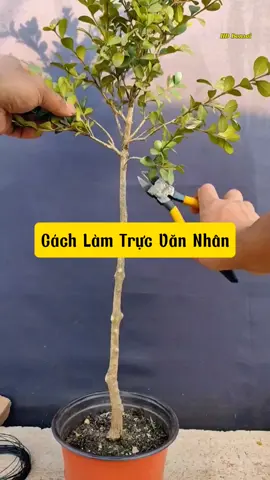 Trực văn nhân bonsai #hdbonsai 