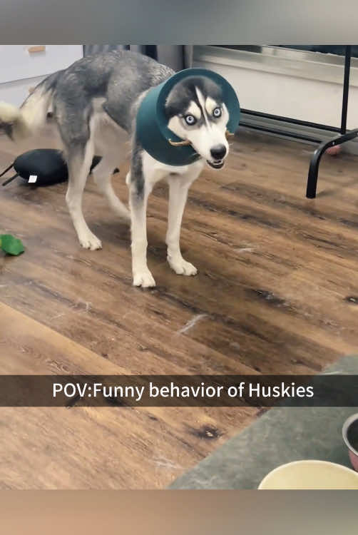 Funny huskies.#pet #dog #funnydog #funny #funnypet #funnyvideo #doglife #dogs #fyp #PetsOfTikTok #dogsoftiktok 