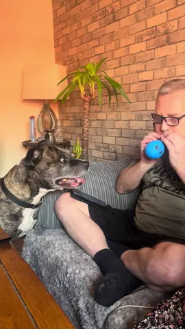 #funnydog #balloons #dogmom #viral_video #fyp 