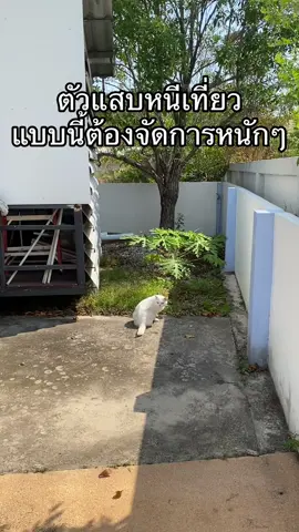 กันไว้ดีกว่าแก้🥰 บ้านไหนพาเด็กๆออกไปเที่ยวข้างนอกบ่อยๆมีติดไว้สบายใจหายห่วง #PetX #PetXthailand #petxsmarttracker #เครื่องติดตามสัตว์เลี้ยงอัจฉริยะ #เทรนด์วันนี้ #khunalanso #khunalansocattery #kitten #แมวบริติชช็อตแฮร์ #ทาสแมว #ของใช้สัตว์เลี้ยง #แมวน่ารัก 