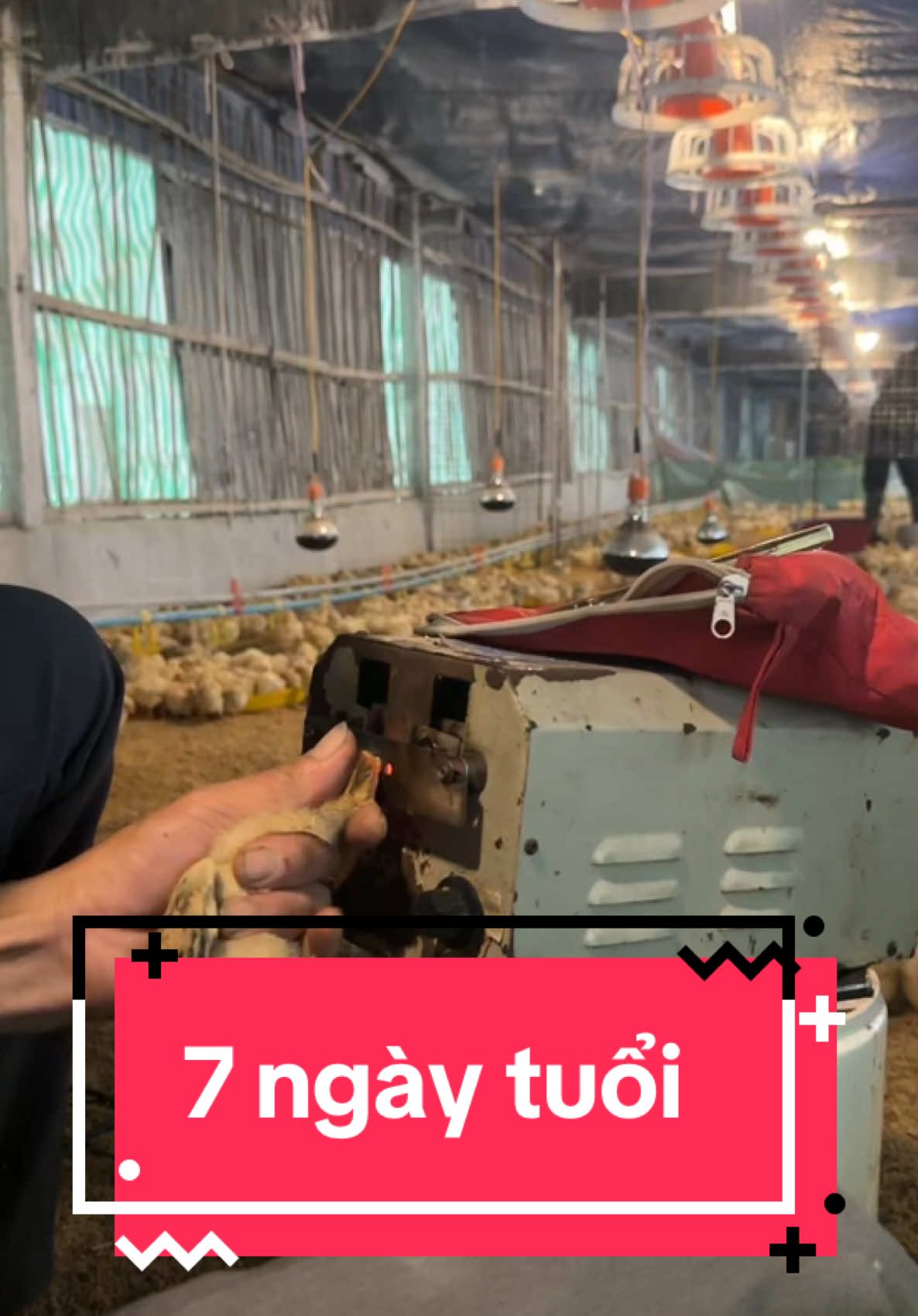 Nay em làm cắt mỏ. Có bác nào cắt mỏ lúc 7 ngày tuổi giống trại em ko? #quanchanga #trending #xuhuong #viral 