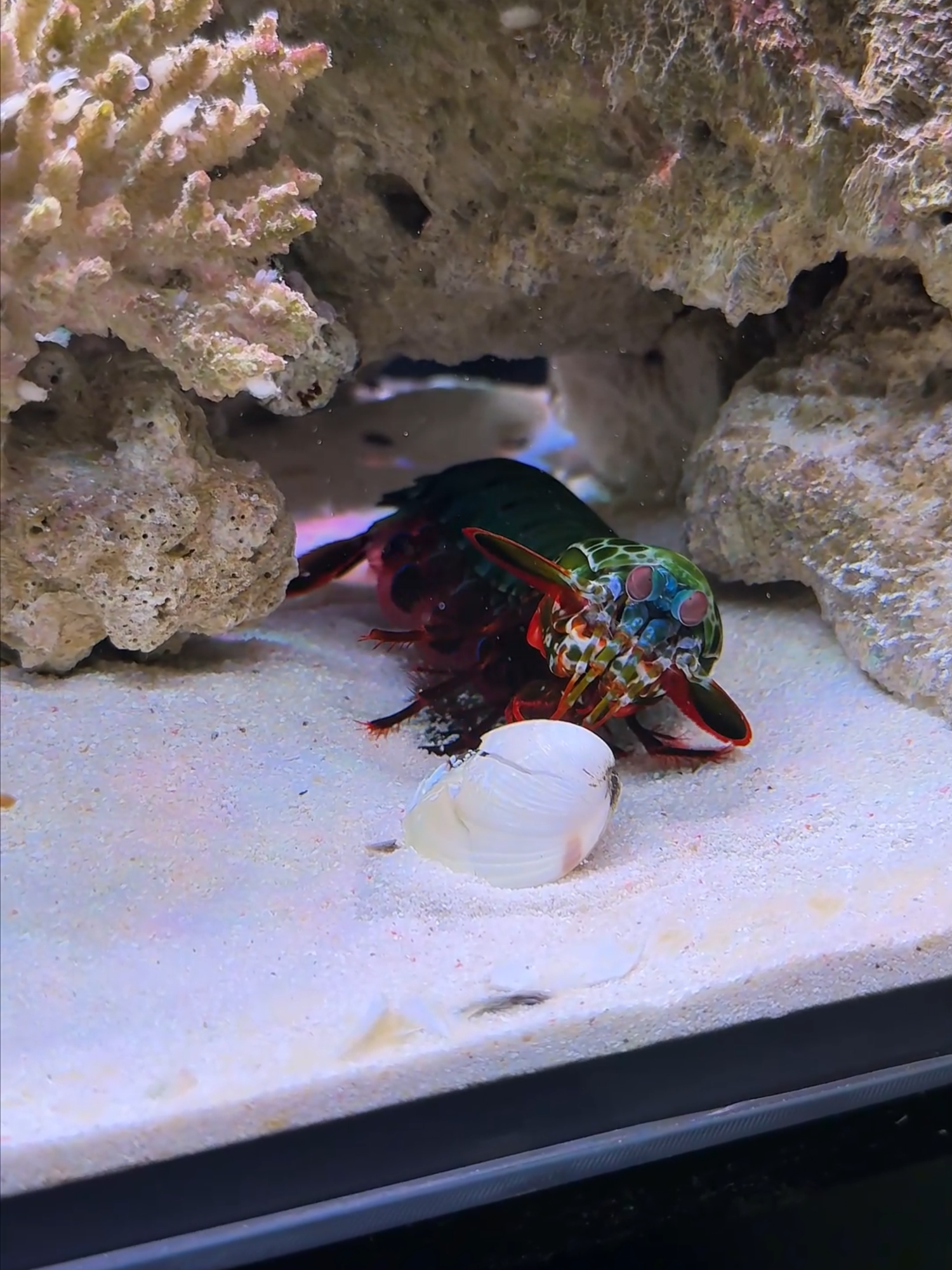 Don't touch the mantis shrimp did you hear sound punch it?🔥🔫