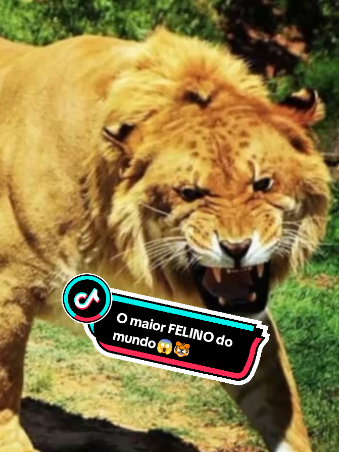 🐯 O LIGRE é o maior felino do mundo! Um cruzamento raro entre um leão e uma tigresa resultando em um animal gigantesco! 😱🔥 📌 Quer mais curiosidades do mundo animal? Me siga para não perder nada! #Curiosidades  #MundoAnimal  #fatossobreanimais  #Felinos #grandesfelinos  #Ligre #leão  #tigre  #Felino  #animaisexóticos  #fyp  #paravoce 