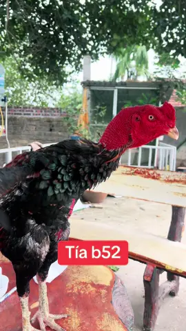 Ưng quá ae #?gachoivietnam🐓🐓🐓gachoivietnam #bottomquyenbavi #?gachoivietnam🐓🐓 #?gachoivietnam🐓🐓🐓 #benhgachoi #quyenbavi #gachoivietnam 