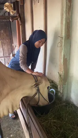Cepet besar ya Tomo 🥰 #sapi #semuaorang #fypシ゚ 