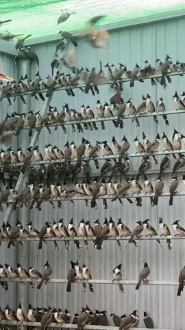 #chimcanh #chimcanhvietnam #chaomao #chaomaohotdau #chaomaobaydau 