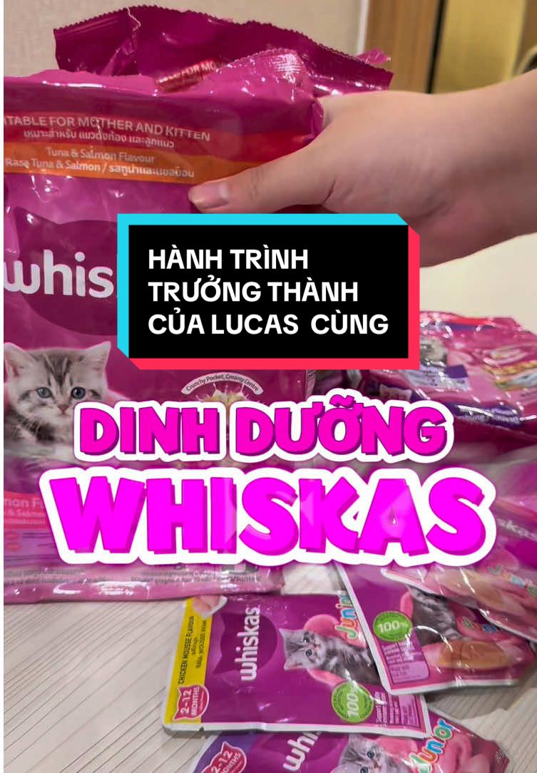 Hành trình trưởng thành của Lucas cùng dinh dưỡng Whiskas @Việt Anh Quả Chanh 🍋 #thucung #meow #thucanchomeo #patechomeo #marspetcare #WhiskasPedigree2025 #whiskas #vietanhquachanh 