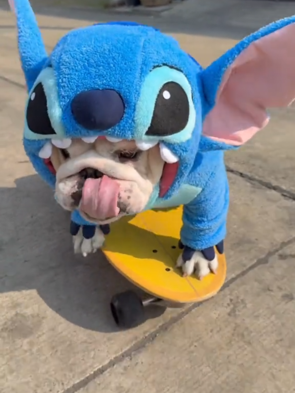 Roupa para Pet Stitch💙💙💙💙🐕uma Fofura Passando na sua Telinha 🤌🏻🫶🏻💙🏃🏻‍♀️💨😱🐕🐕#pets #roupasparapet #stitch #liloandstitch #cachorrosengraçados #roupasstitch 