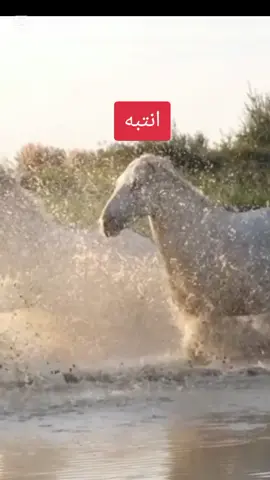 انتبه #fyp #futebol #Fitness #viral_video #videoviral #علم_النفس #اقتباسات #اقتباسات_عبارات_خواطر #خواطر #موسيقى #حصان #حركة #بحر #نهر #الشعب_الصيني_ماله_حل😂😂 #السعودية #اكسبلور 