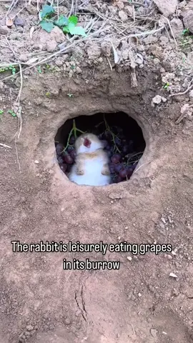 Rabbit eating #animales #rabbits #cut