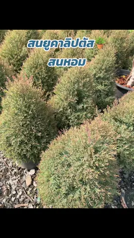 #ต้นสน #สนยูคาลิปตัส  #สนไล่ยุง #สนเเต่งบ้าน #เลี้ยงง่าย #ต้นไม้ทนแดด  